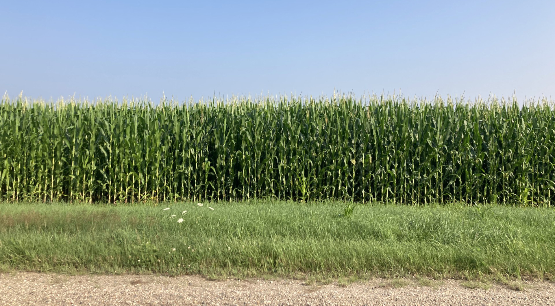 A corn field starting to tassel.
